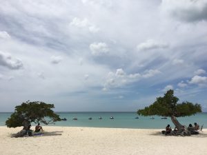 divi divi bomen op eagle beach